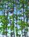 Click on any thumbnail to view larger images. Point to top left or right side of large image for navigation.